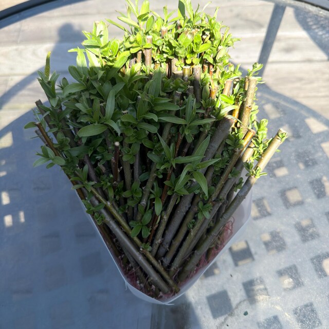 Growing Bonsai from Cuttings: The Simplest Way to Start Your Tree