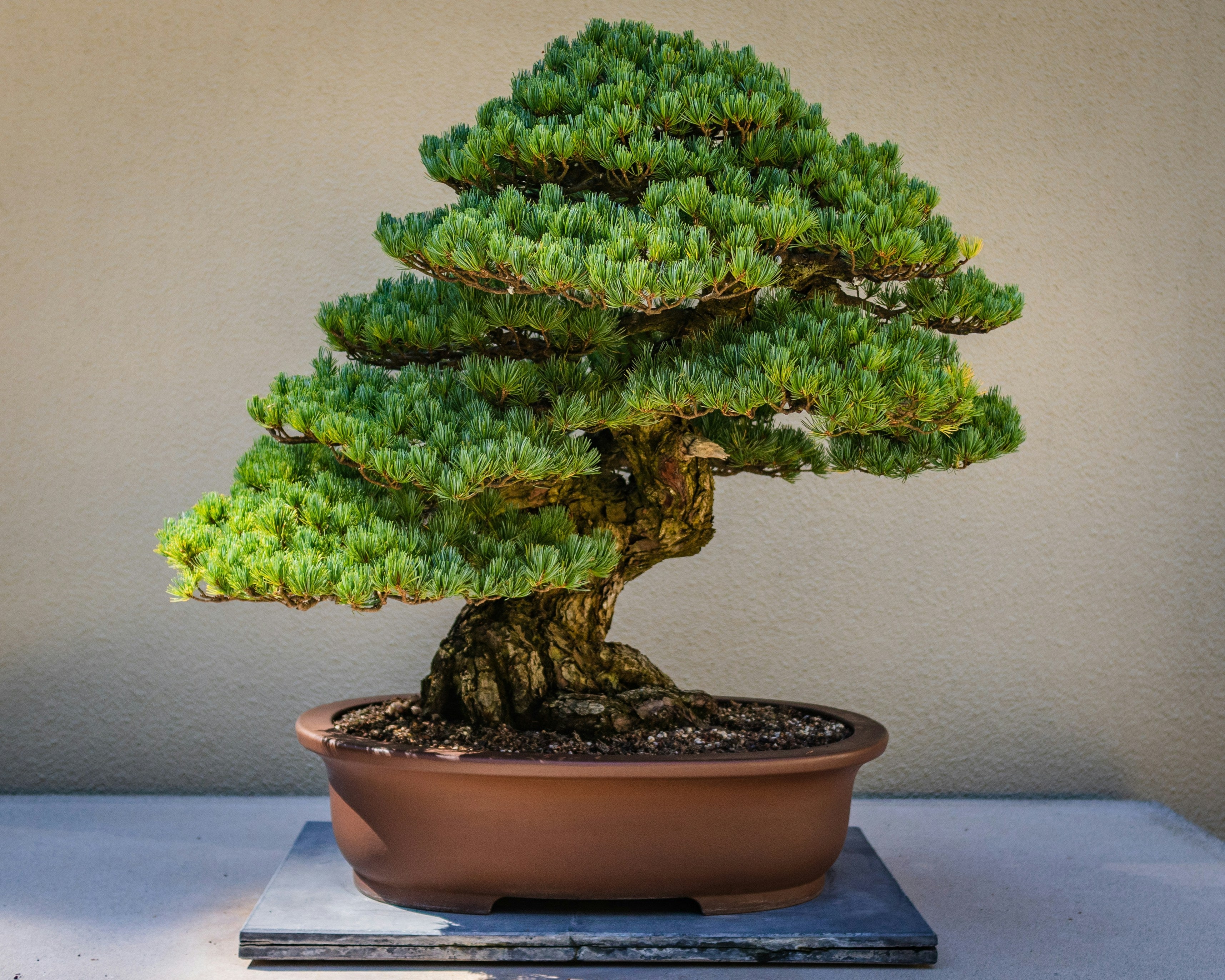 Bonsai's