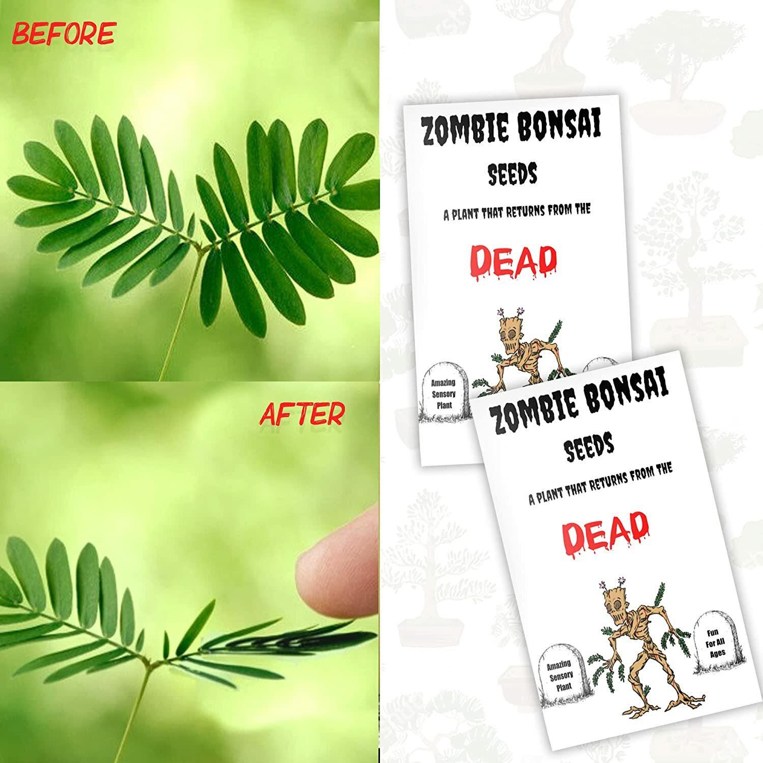 Zombie Bonsai Seeds (2 Pack) — Interactive Touch-Sensitive Plant