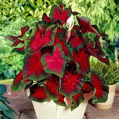 Florida Cardinal Caladium Bulbs — 6 Pack Bulbs, Bold Red Foliage