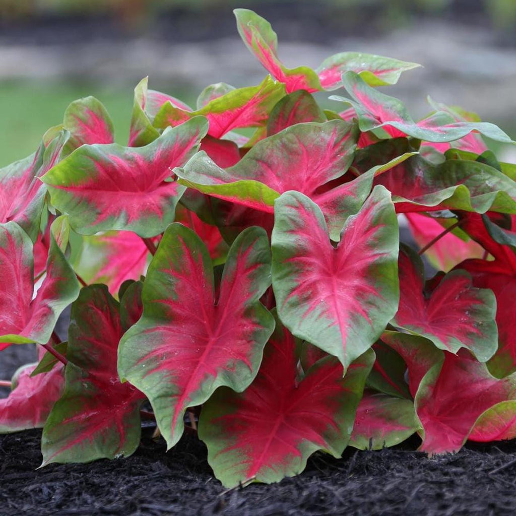Florida Cardinal Caladium Bulbs — 6 Pack Bulbs, Bold Red Foliage