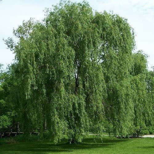 Willow Tree Bundle 10 Aussie · 4 Weeping