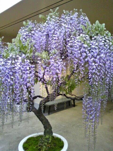 Purple Wisteria Bonsai Tree Seeds (Wisteria sinensis) — Set of 10 Seeds