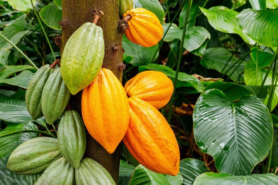 Theobroma Cacao Seeds — Fresh Cocoa Seeds for Planting