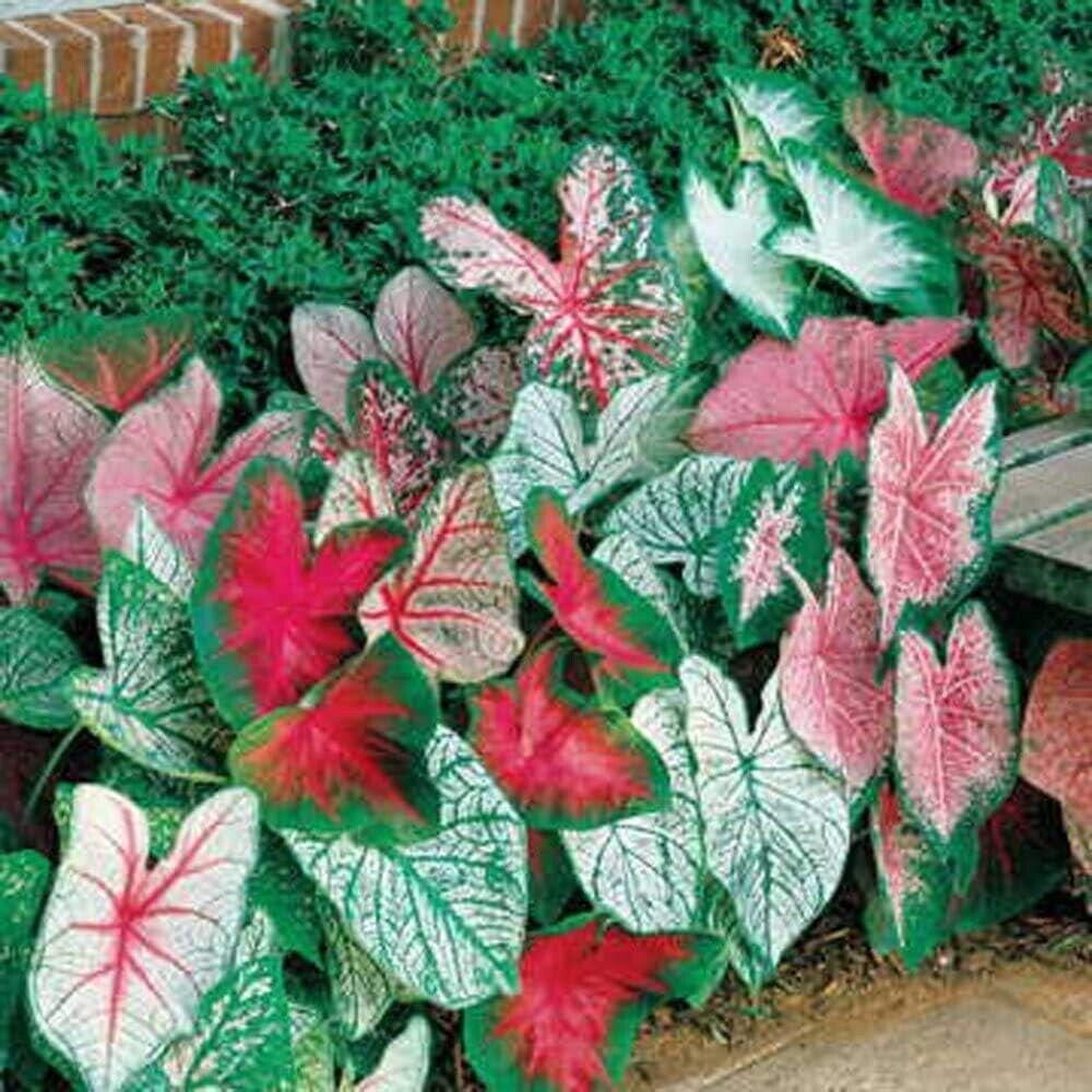 Mixed Caladium Bulbs — Fancy Leaf Perennial, Shade-Loving (Red, Pink, White, Green)