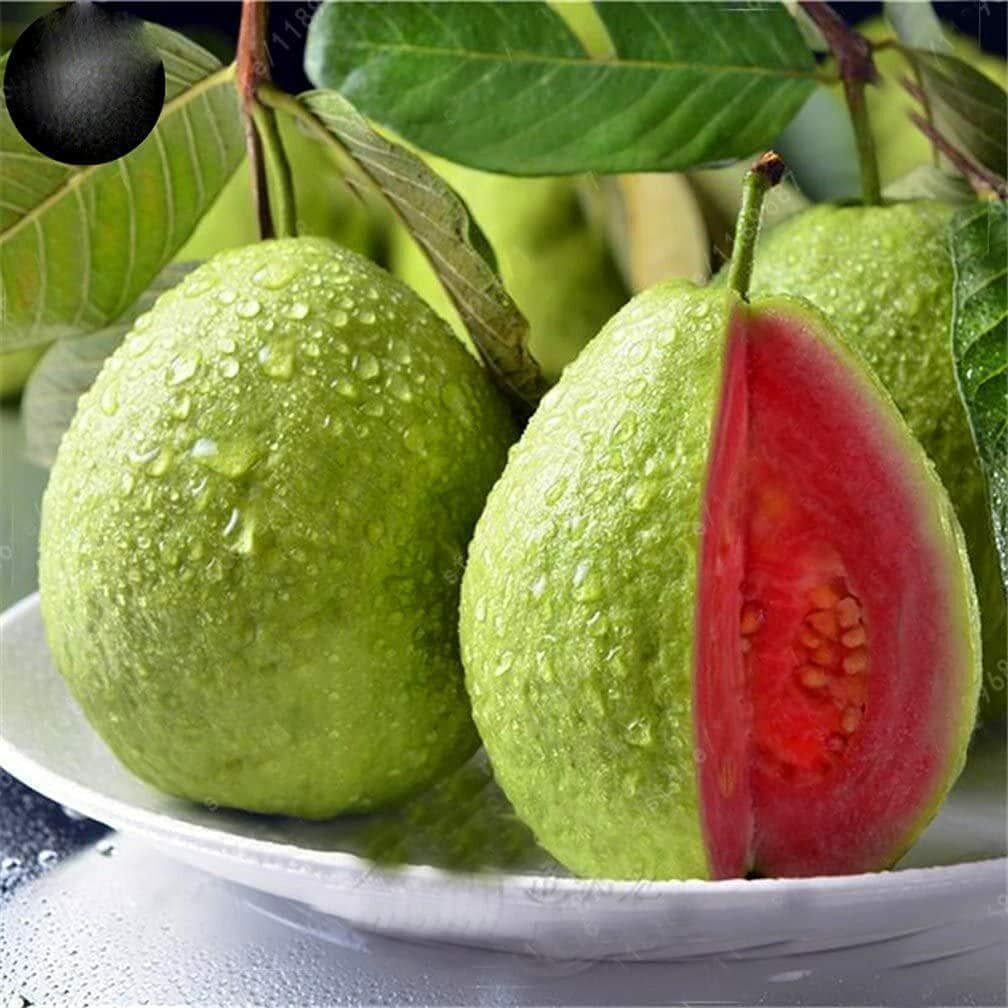 Indoor Guava Fruit Tree Seeds — 100 Seeds, Tropical Pink Guava