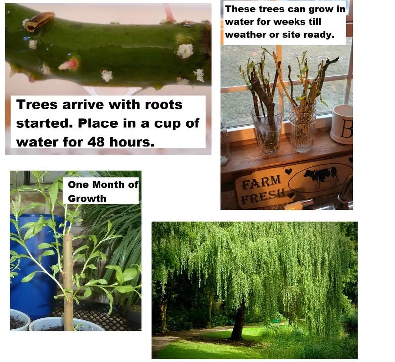 Weeping Willow Tree Cuttings (Salix babylonica) — 4 Growable Cuttings