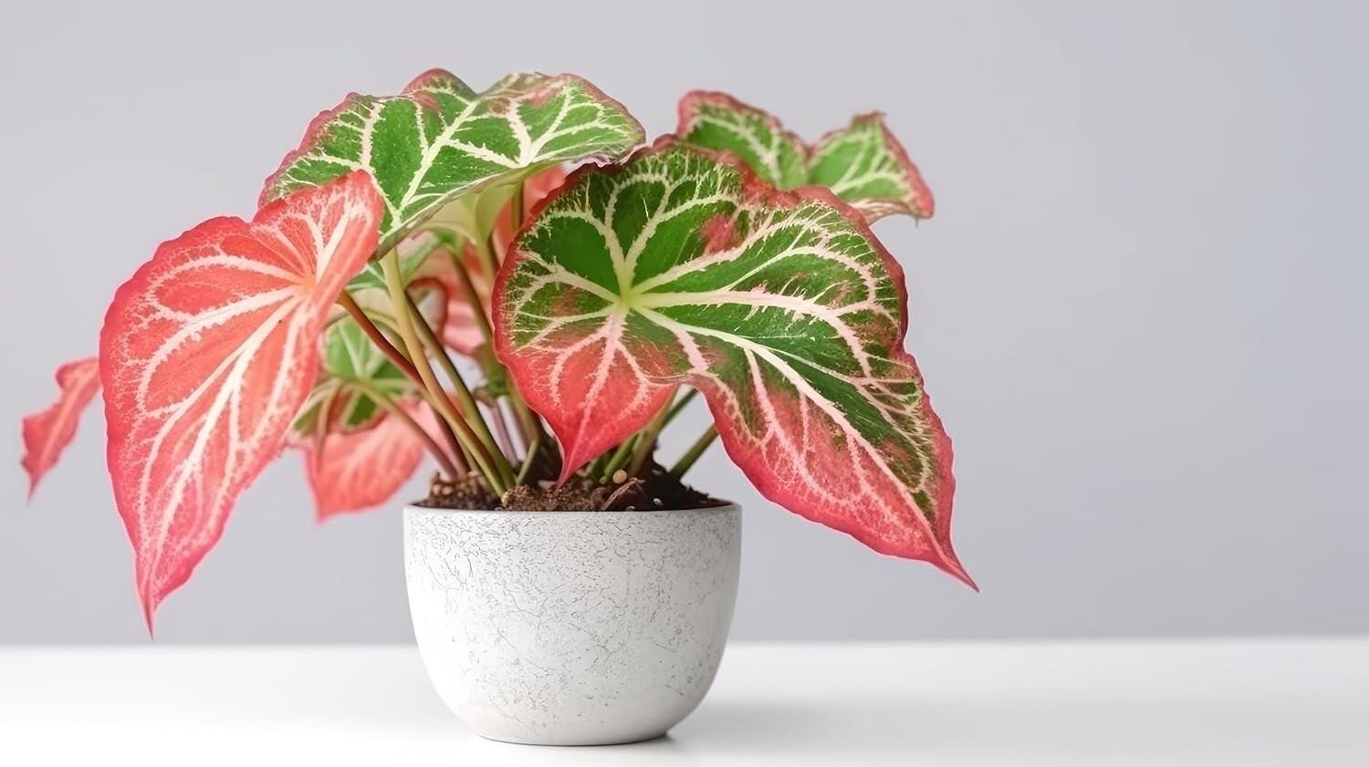 Pink Sky Caladium Bulbs — Set of 6 Bulbs