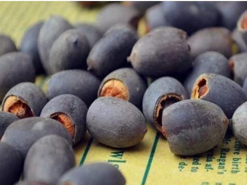 Bonsai Lotus Seeds — Set of 10 Water Lily Seeds