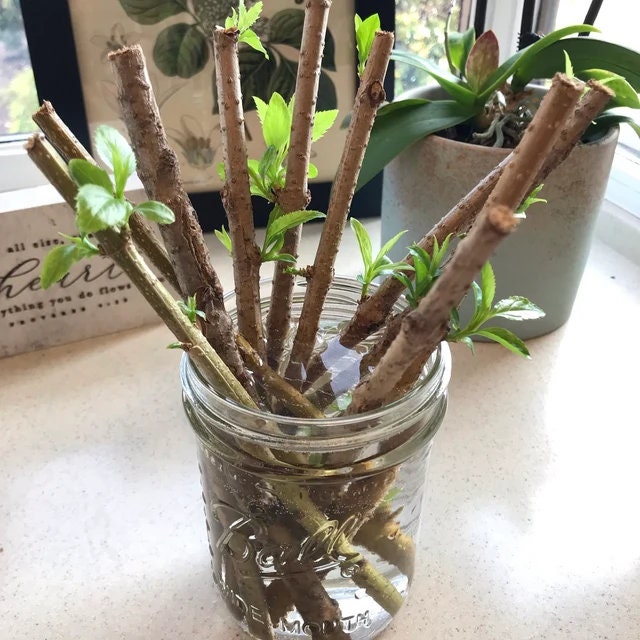 Black Elderberry Cuttings — Set of 4, Easy to Root Indoors