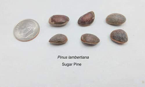 Sugar Pine Tree Seeds (Pinus lambertiana) — Set of 10 Seeds