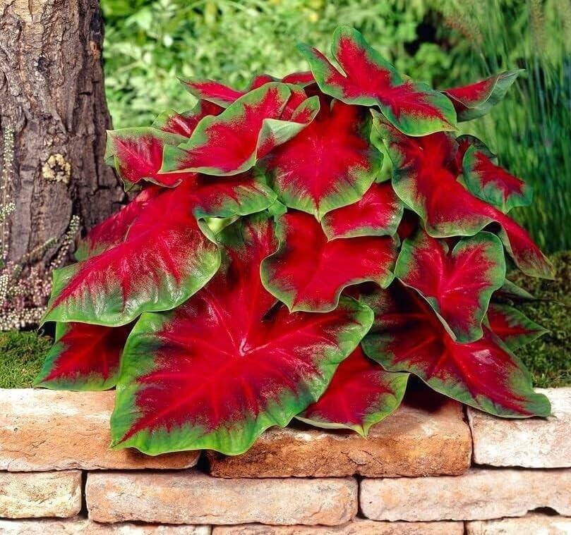 Florida Cardinal Caladium Bulbs — 6 Pack Bulbs, Bold Red Foliage