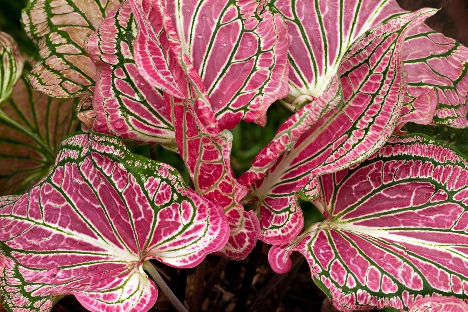 Pink Sky Caladium Bulbs — Set of 6 Bulbs