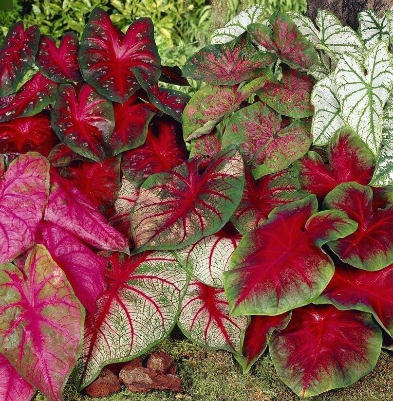 Mixed Caladium Bulbs — Fancy Leaf Perennial, Shade-Loving (Red, Pink, White, Green)