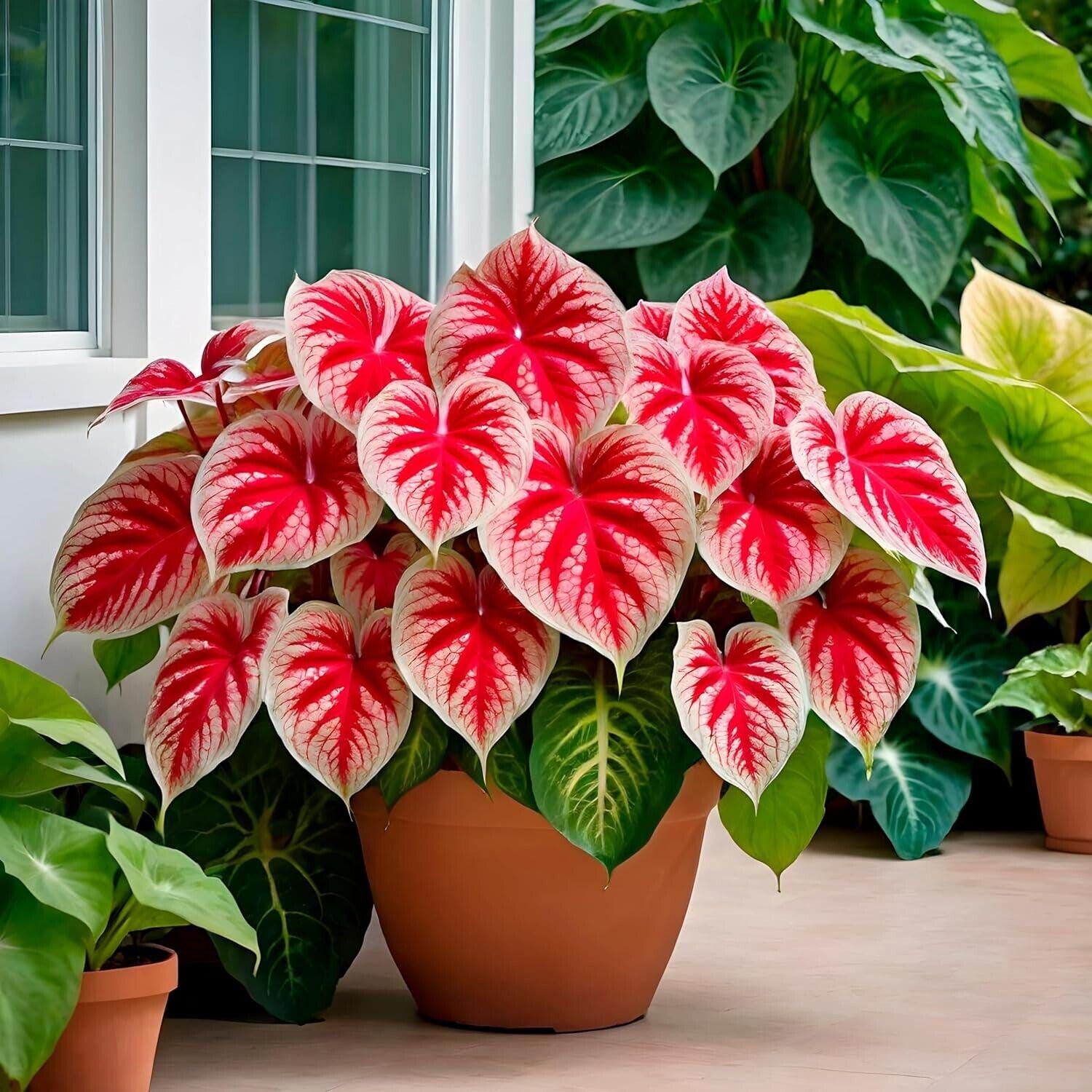 Crimson Sky Caladium Bulbs for Planting Set of 6 Tropical Foliage Bulbs