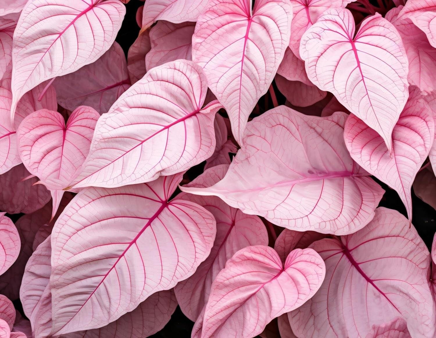 6 Pinky Swear Caladium Bulbs Fancy Pink Leaf Caladium for Shade