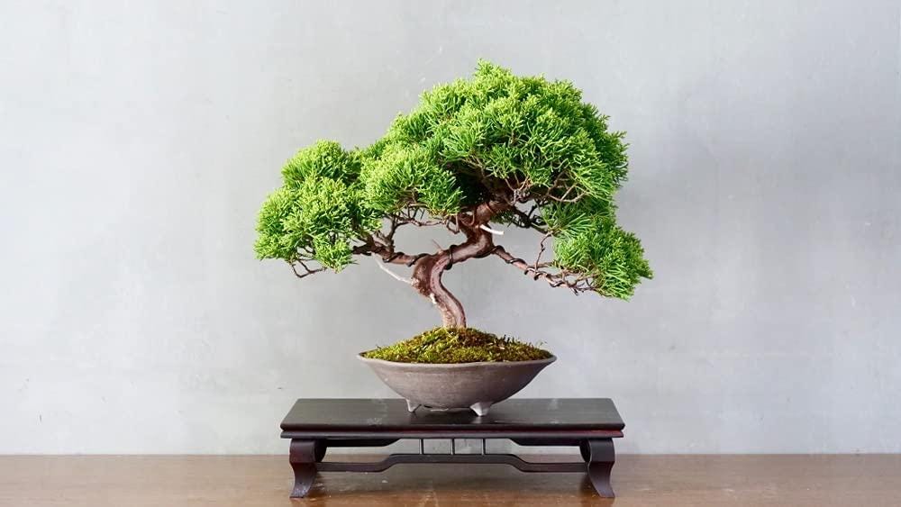 Juniper Bonsai Tree Seeds Cold Hardy Evergreen Set of 25 Seeds