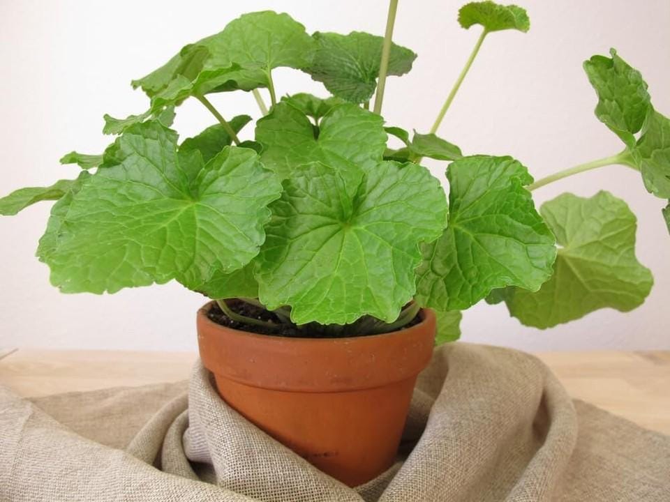 5 Japanese Wasabi Root Seeds for Planting - Wasabia japonica
