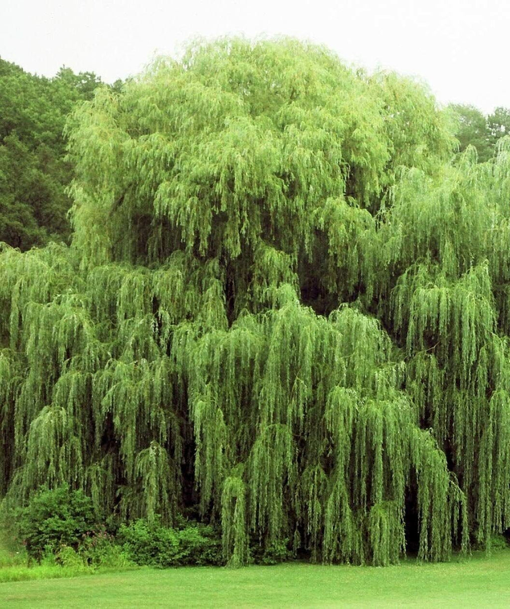 Willow Tree Bundle 10 Aussie · 4 Weeping