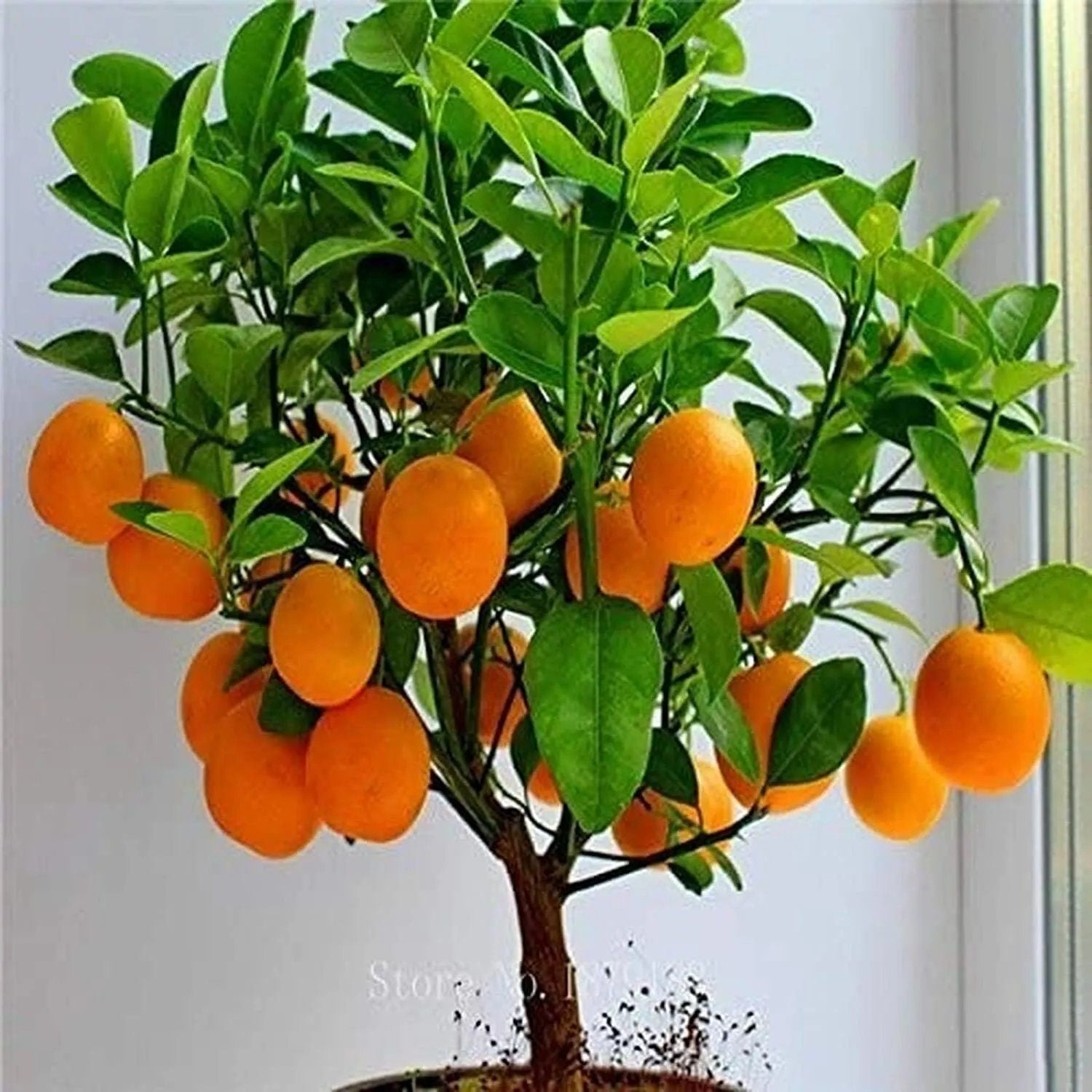Dwarf Orange Bonsai Tree Seeds — Set of 20 Seeds