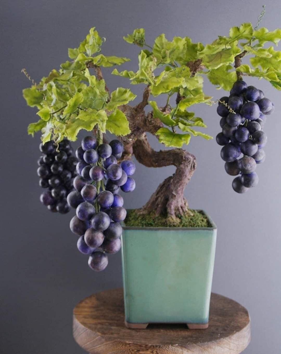 Grape Bonsai Seeds | Vitis Vinifera (50+ Seeds)