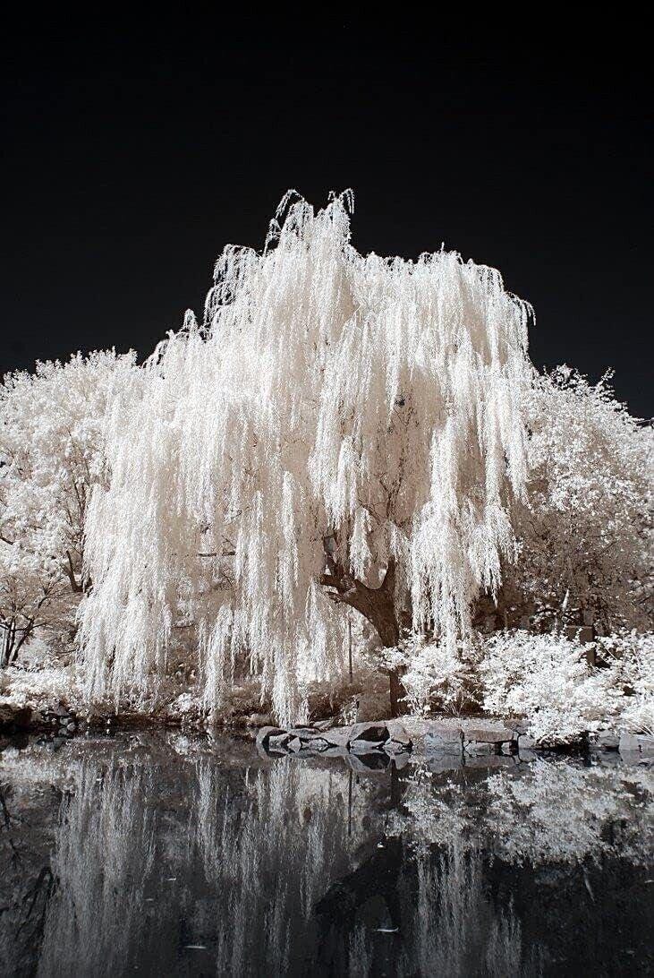 White Willow Tree Cutting Silver Leaf Fast Growing Tree