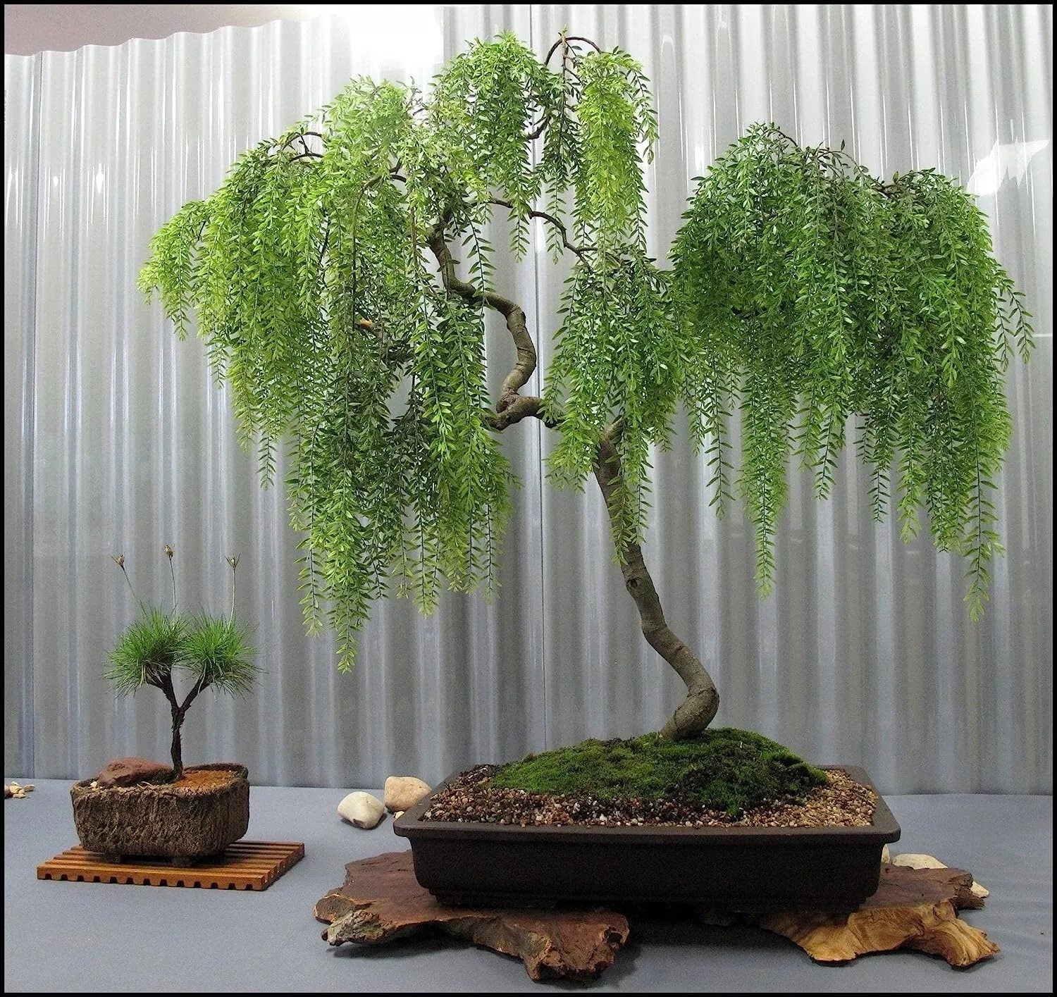 Live Dwarf Australian Weeping Willow Bonsai Cutting
