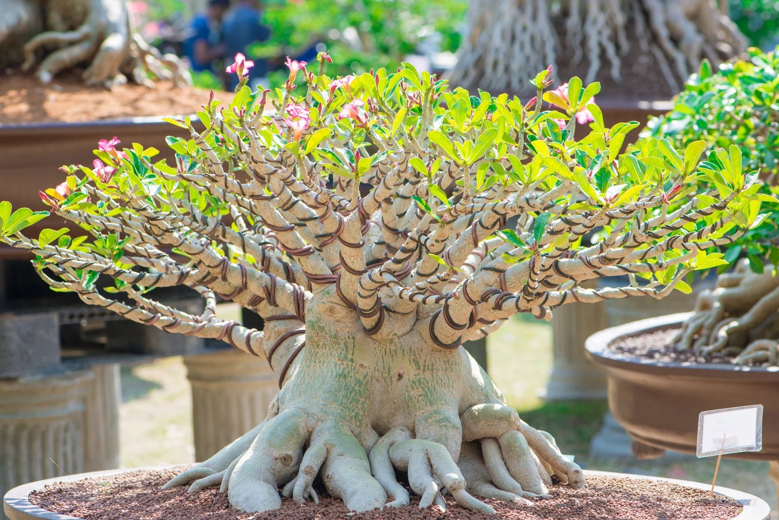 20 Desert Rose Seeds Adenium Obesum