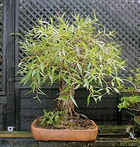 Globe Willow Bonsai Tree Cutting: Thick Trunk, Fast Growing - Easy Starter