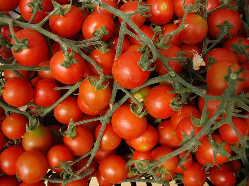Large Red Cherry Tomato Seeds — Non-GMO (150 Seeds)