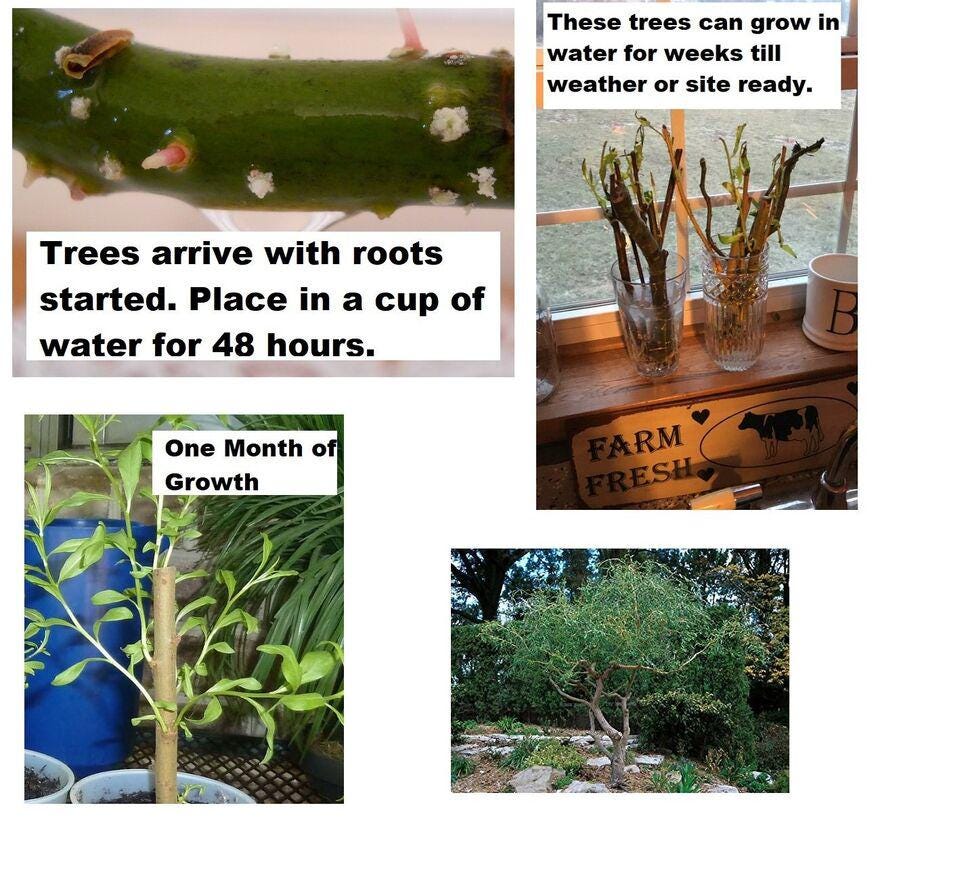 Bonsai Dwarf Japanese Curly Willow Cutting Rare Fast Growing Bonsai Tree