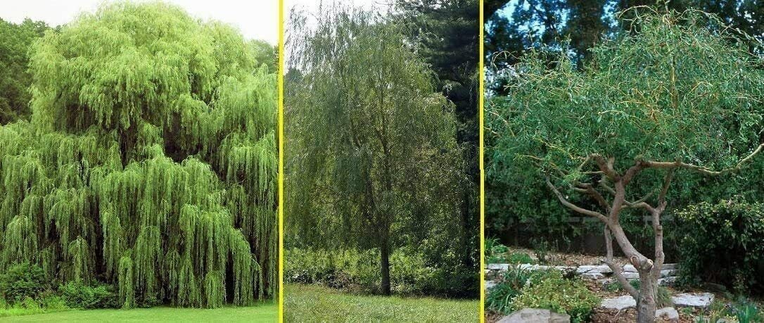 Willow Tree Bundle 10 Aussie · 4 Weeping