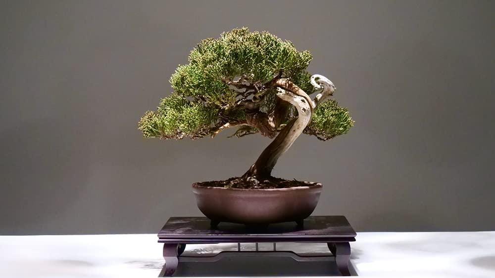 Juniper Bonsai Tree Seeds Cold Hardy Evergreen Set of 25 Seeds
