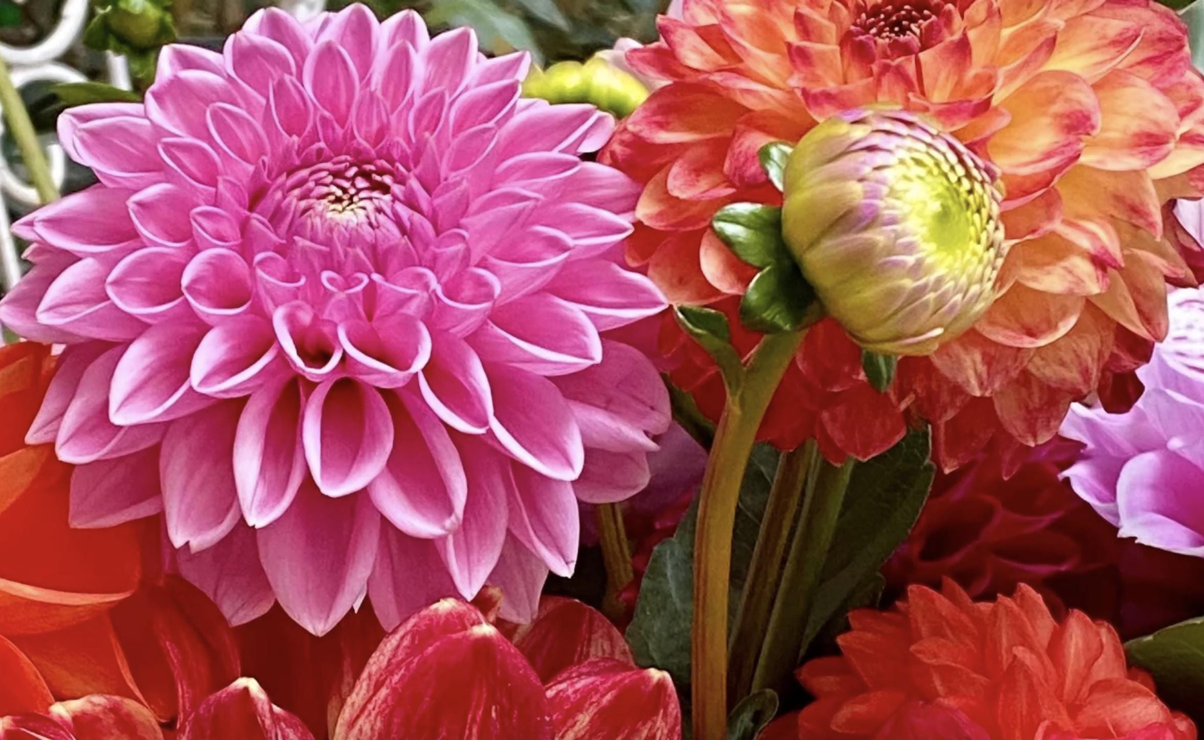 Giant Dahlia Dinner Plate Flower Seeds — Exotic Mix (100+ Seeds)