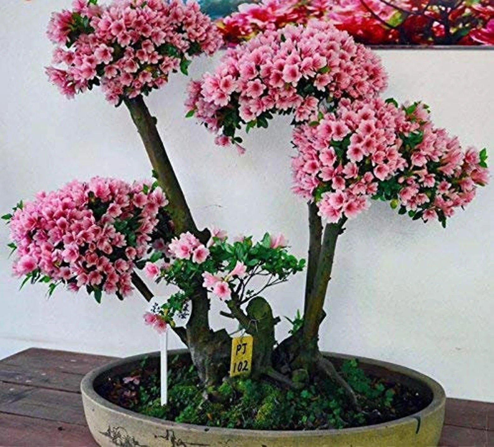 Japanese Cherry Blossom Bonsai Tree Seeds Flowering Sakura Bonsai Set of 10 Seeds
