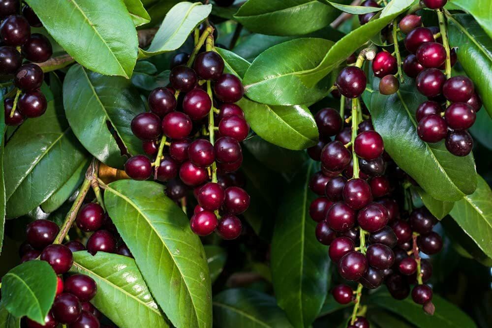Black Cherry Tree Seeds (Prunus serotina) — 25 Seeds