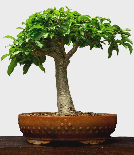 Baobab Bonsai Tree Seeds Easy Grow Exotic African Tree
