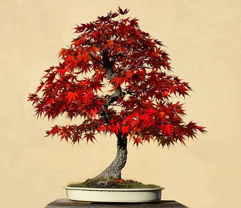 Red Maple Bonsai Tree Seeds (Acer rubrum) — 30+ Seeds, Stunning Red Foliage