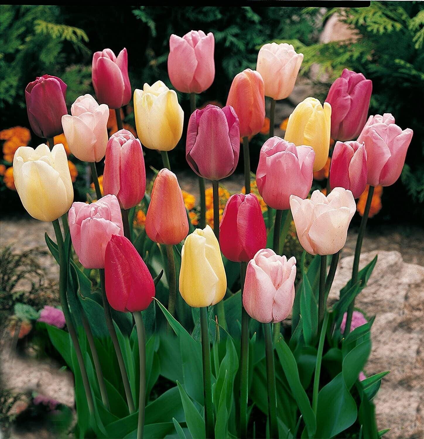 Mixed Triumph Tulip Bulbs — Assorted Colors (5, 10, 25, 50, or 100 Bulbs)