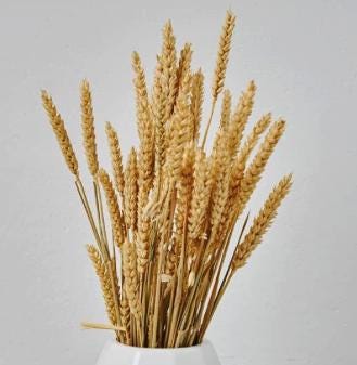 Dried Rye Stalks – 50 STALKS