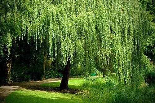 Bright Green Weeping Willow Cutting Indoor Growing Tree