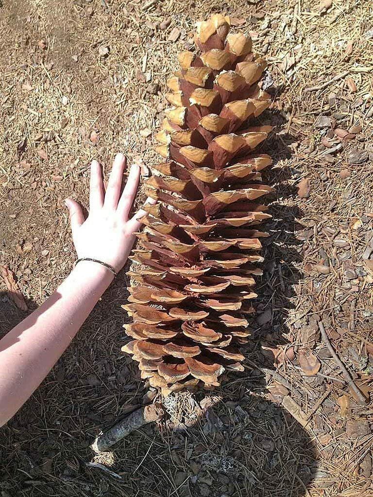 Sugar Pine Tree Seeds (Pinus lambertiana) — Set of 10 Seeds