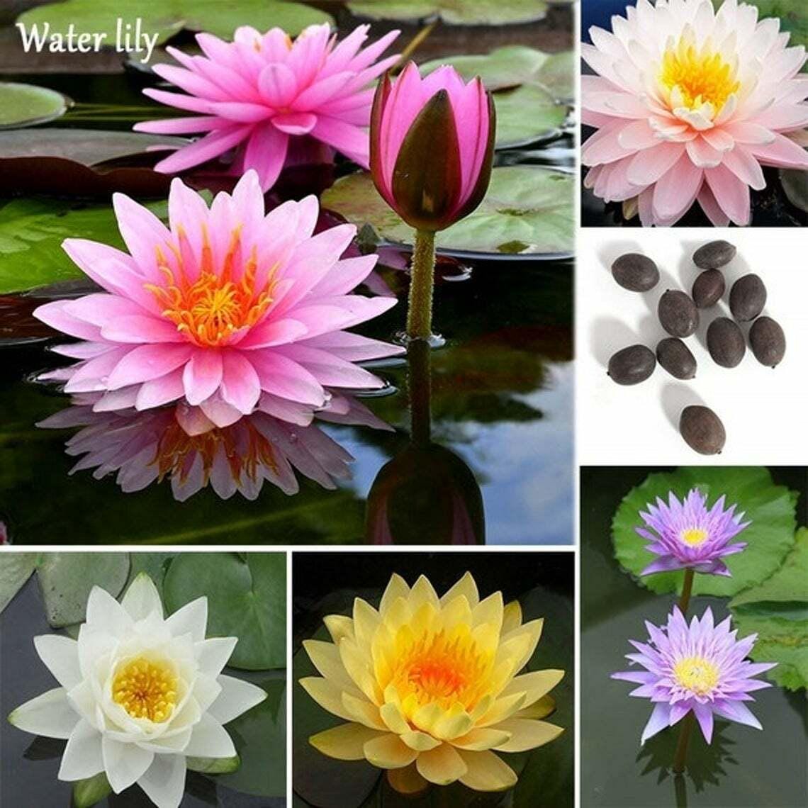 Bonsai Lotus Seeds — Set of 10 Water Lily Seeds
