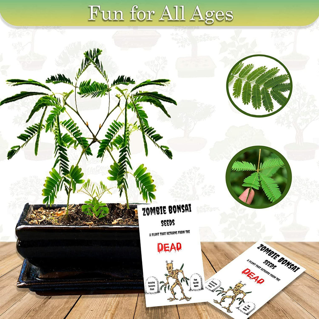 Zombie Bonsai Seeds (2 Pack) — Interactive Touch-Sensitive Plant