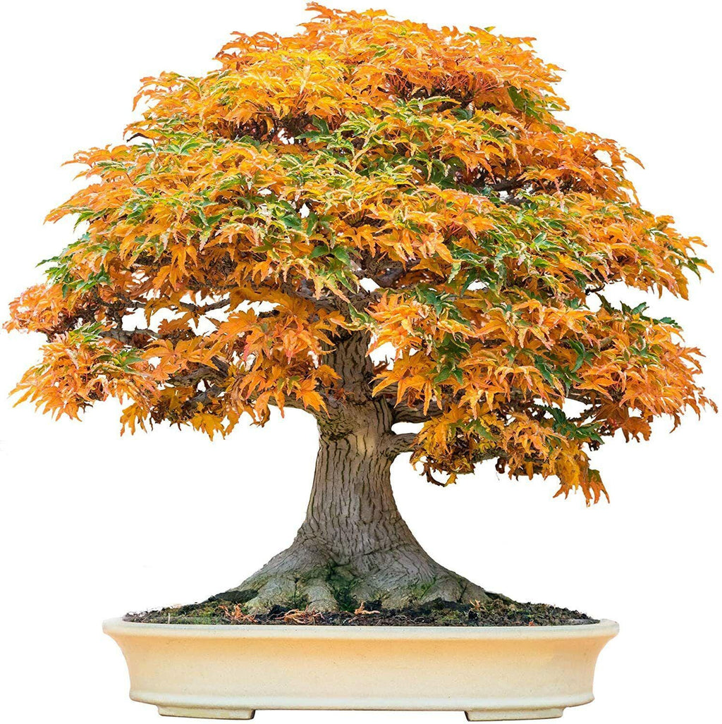 Trident Maple Bonsai Tree Seeds (Acer buergerianum)