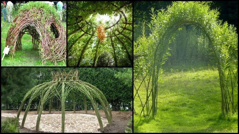 Living Willow Structure — 10 Tree cuttings, Fast-Growing Hybrid