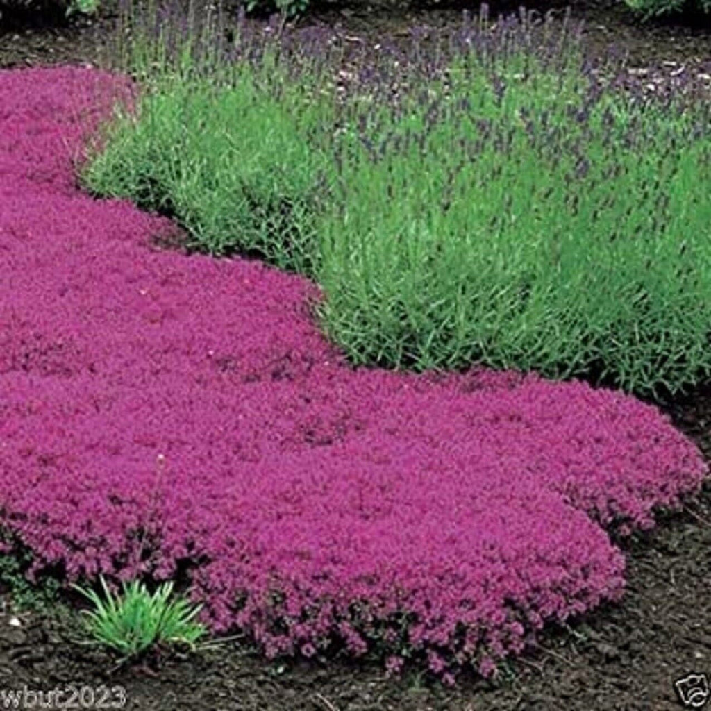 Creeping Thyme Seeds — 500+ Seeds, Magic Carpet Perennial Ground Cover