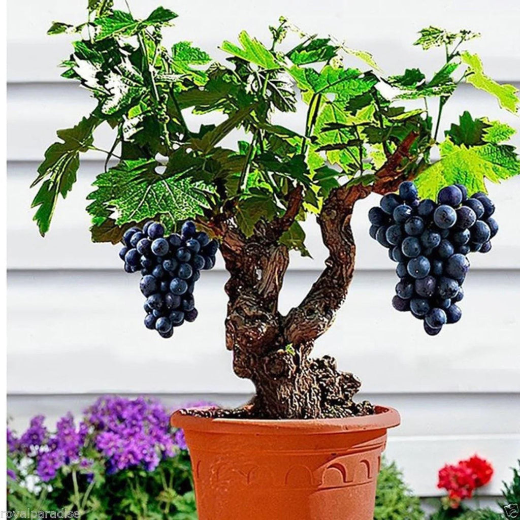 Grape Bonsai Seeds | Vitis Vinifera (50+ Seeds)