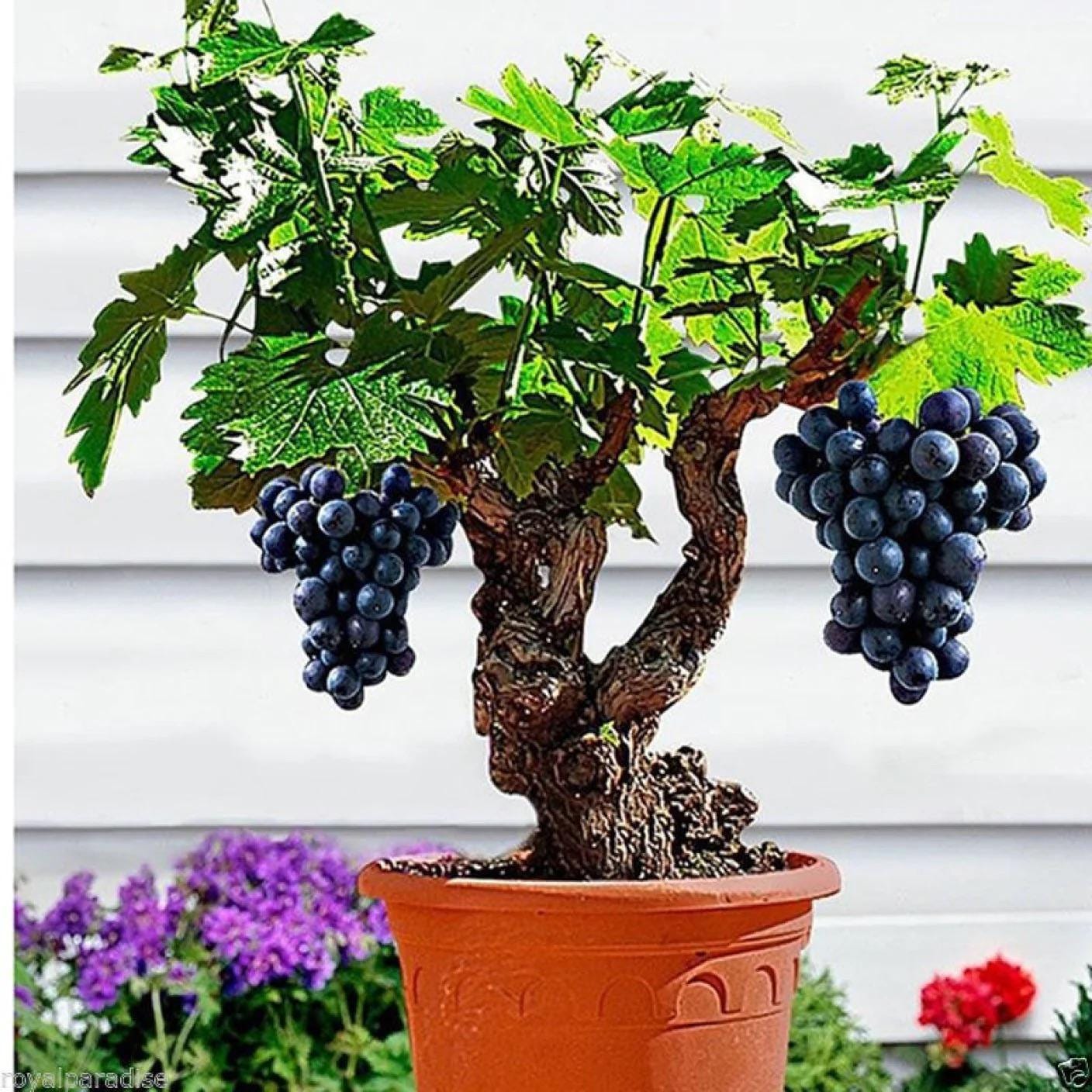 Grape Bonsai Seeds | Vitis Vinifera (50+ Seeds)