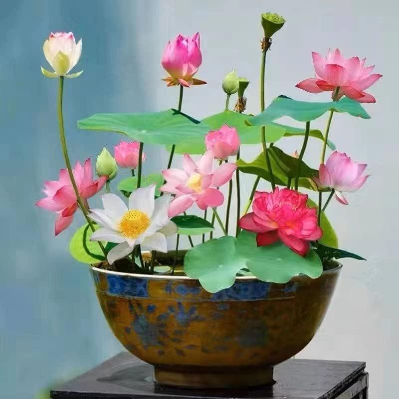 Bonsai Lotus Seeds — Set of 10 Water Lily Seeds